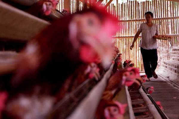 Harga Jual Dibawah Ketetapan Pemerintah, PLN Akan Pangkas Produksi Telur Ayam